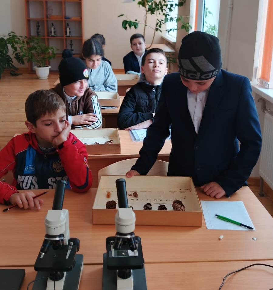 Практическое занятие для семиклассников, посвященное изучению хвойных растений